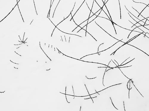 Artist Interview: Nick Kelsh