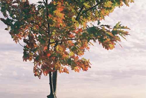 Theme: Autumn