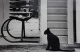 Black Cat 1967