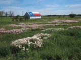 Wildflowers 2022